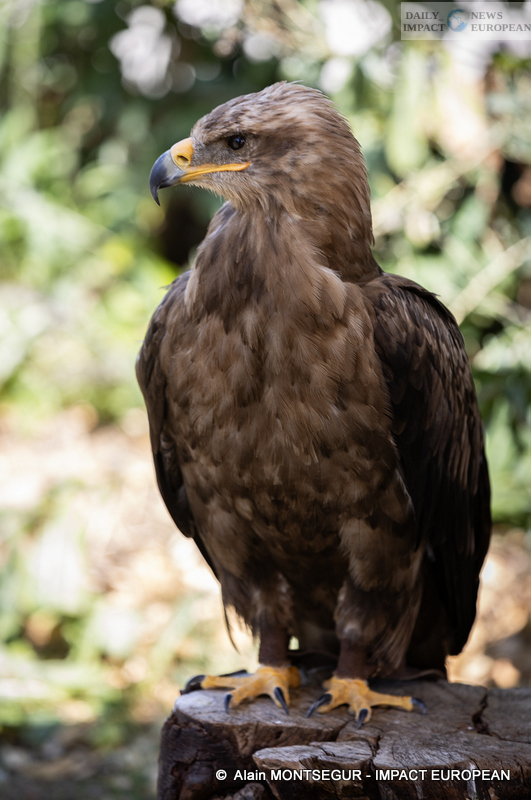 9T7A8835 Pagax Castle: History, Legends and Medieval Shows