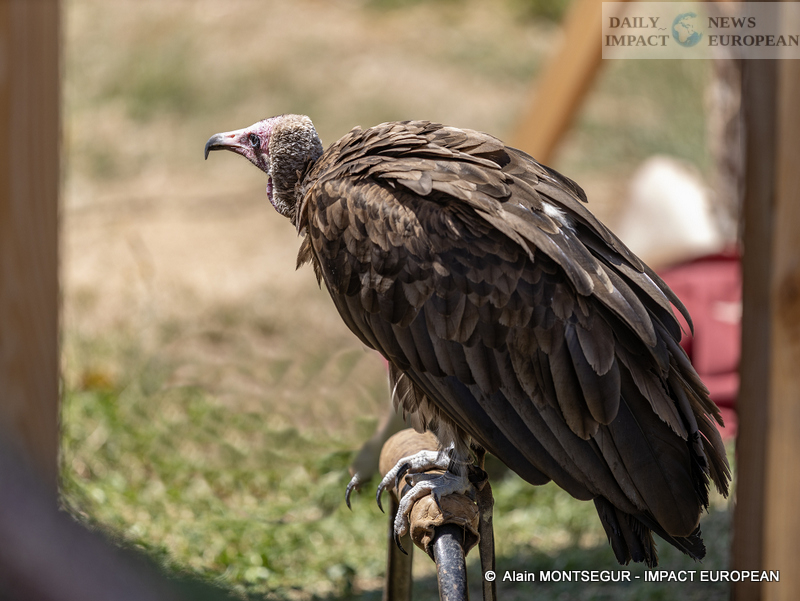 9T7A8907 Pagax Castle: History, Legends and Medieval Shows