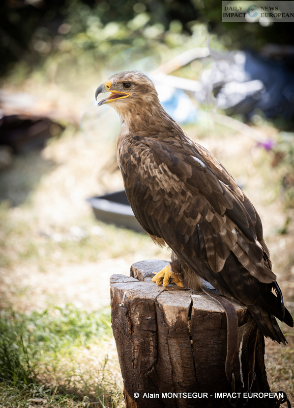 9T7A8913 Pagax Castle: History, Legends and Medieval Shows