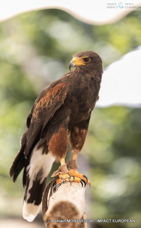 9T7A8915 Pagax Castle: History, Legends and Medieval Shows