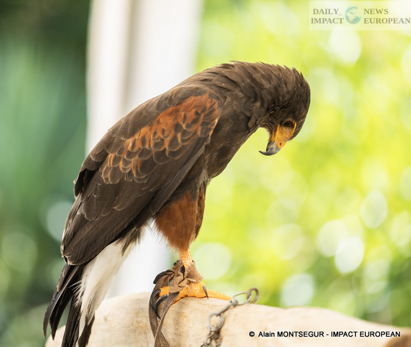 9T7A8920 Pagax Castle: History, Legends and Medieval Shows