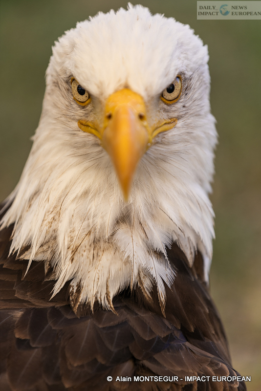 9T7A8932 Pagax Castle: History, Legends and Medieval Shows