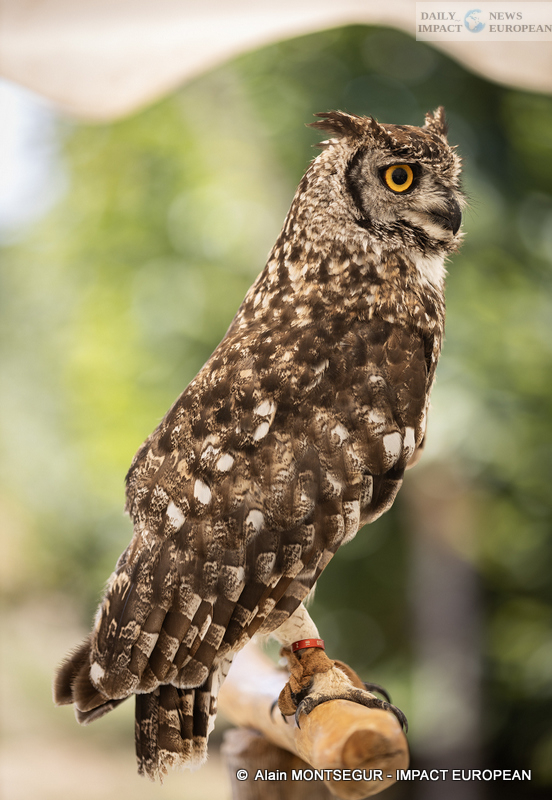 9T7A8933 Pagax Castle: History, Legends and Medieval Shows