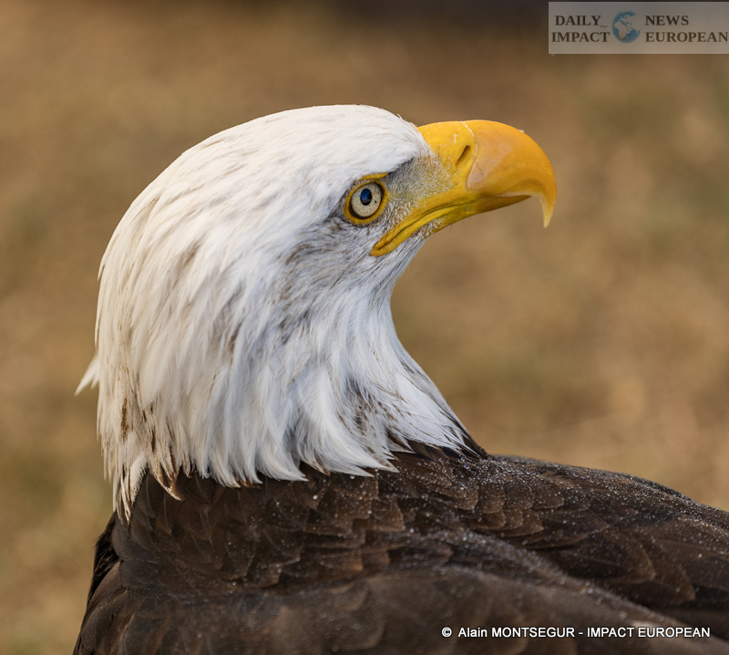 9T7A8952 Pagax Castle: History, Legends and Medieval Shows