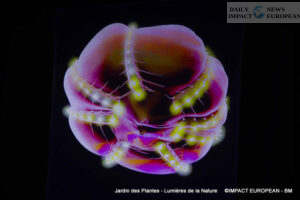 Jardin-des-plantes-00029-300x200 Lights of Nature at the Jardin des Plantes, an Immersive Project Reinventing Biodiversity and Scientific Outreach
