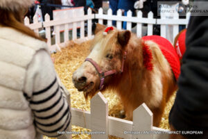 MG_3723-300x200 A Magical Christmas at the Racecourse: When the Spirit of the Holidays Meets Trot Racing Champions