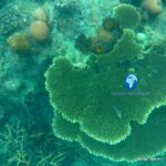Coral reef ecosystem and tropical marine life at Tioman Island Malaysia