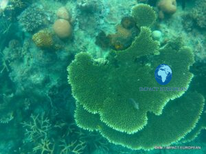 Coral reef ecosystem and tropical marine life at Tioman Island Malaysia
