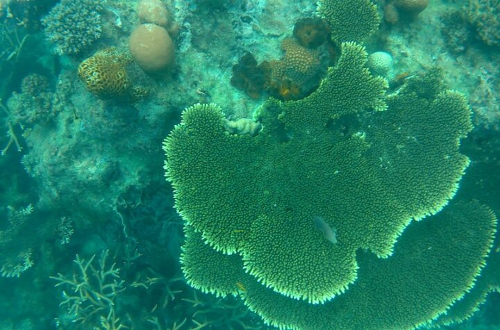 Coral reef ecosystem and tropical marine life at Tioman Island Malaysia